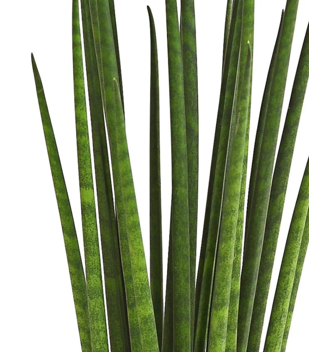 Dehner Sukkulenten|Bogenhanf - Bogenhanf - Sansevieria cylindrica 'Mikado'