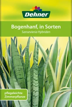 Dehner Sukkulenten|Bogenhanf - Bogenhanf - Sansevieria cylindrica 'Mikado'