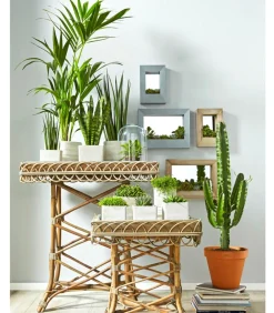 Dehner Sukkulenten|Bogenhanf - Bogenhanf - Sansevieria cylindrica 'Mikado'