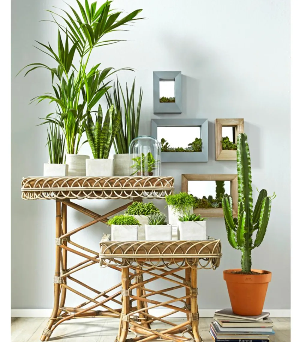 Dehner Sukkulenten|Bogenhanf - Bogenhanf - Sansevieria cylindrica 'Mikado'