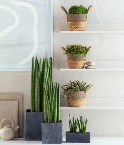 Dehner Sukkulenten|Bogenhanf - Bogenhanf - Sansevieria cylindrica 'Straight'