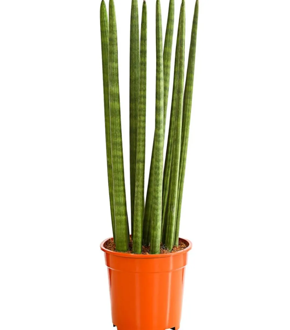 Dehner Sukkulenten|Bogenhanf - Bogenhanf - Sansevieria cylindrica 'Straight'