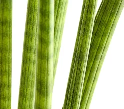 Dehner Sukkulenten|Bogenhanf - Bogenhanf - Sansevieria cylindrica 'Straight'