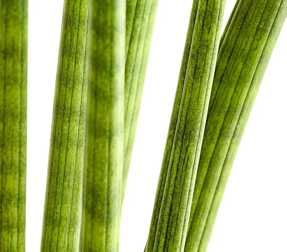 Dehner Sukkulenten|Bogenhanf - Bogenhanf - Sansevieria cylindrica 'Straight'