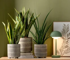 Dehner Bogenhanf - Sansevieria 'Friends' Hot