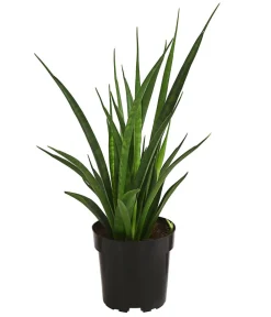 Dehner Bogenhanf - Sansevieria 'Friends' Hot