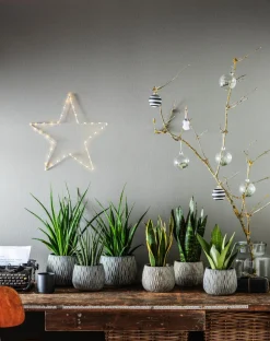 Dehner Sukkulenten|Bogenhanf > Bogenhanf - Sansevieria hybride 'Fernwood Punk'