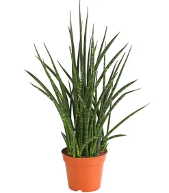 Dehner Sukkulenten|Bogenhanf > Bogenhanf - Sansevieria hybride 'Fernwood Punk'