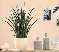 Dehner Sukkulenten|Bogenhanf - Bogenhanf - Sansevieria hybride 'Fernwood Punk' Grün