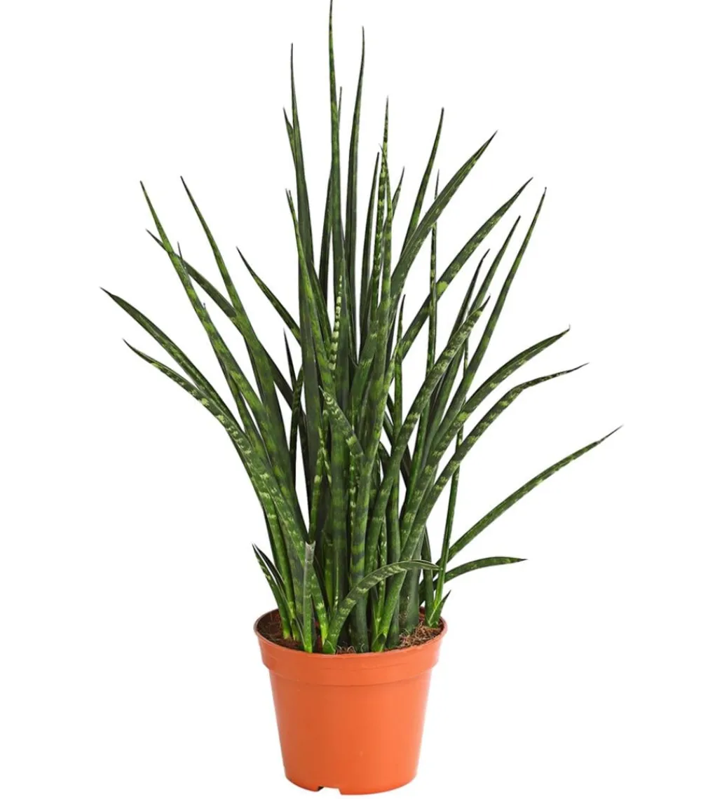 Dehner Sukkulenten|Bogenhanf - Bogenhanf - Sansevieria hybride 'Fernwood Punk' Grün