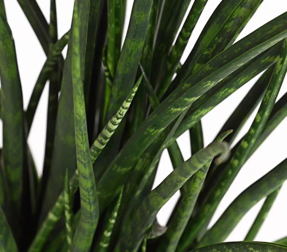 Dehner Sukkulenten|Bogenhanf - Bogenhanf - Sansevieria hybride 'Fernwood Punk' Grün