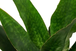 Dehner Bogenhanf - Sansevieria trifasciata 'Jade', Hydrokultur Dunkelgrün Online