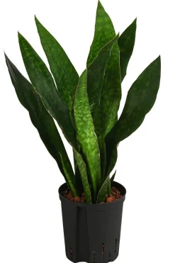 Dehner Bogenhanf - Sansevieria trifasciata 'Jade', Hydrokultur Dunkelgrün Online