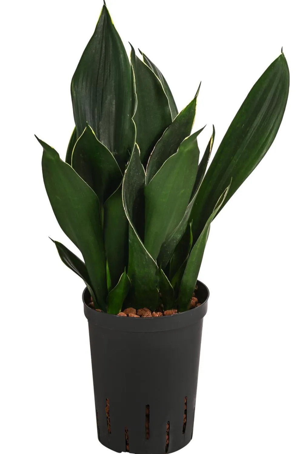 Dehner Bogenhanf - Sansevieria trifasciata 'Black Diamond', Hydrokultur Dunkelgrün Clearance