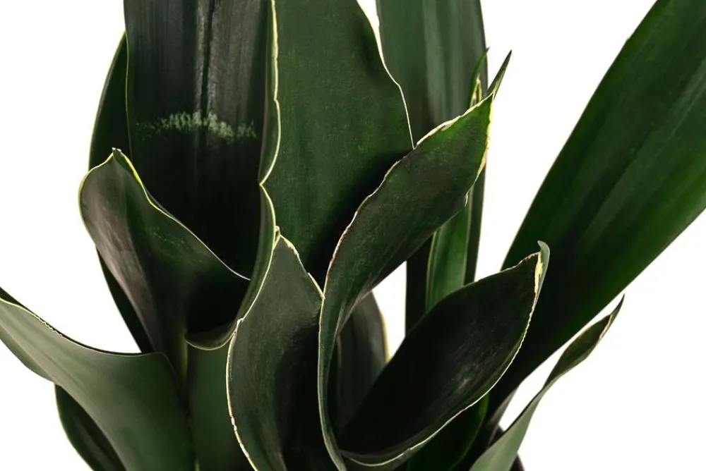 Dehner Bogenhanf - Sansevieria trifasciata 'Black Diamond', Hydrokultur Dunkelgrün Clearance