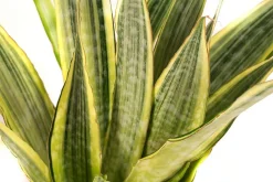 Dehner Hydropflanzen|Grünpflanzen - Bogenhanf - Sansevieria trifasciata 'Lauren', Hydrokultur