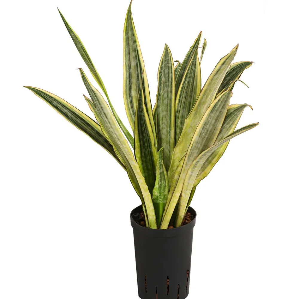 Dehner Hydropflanzen|Grünpflanzen - Bogenhanf - Sansevieria trifasciata 'Lauren', Hydrokultur