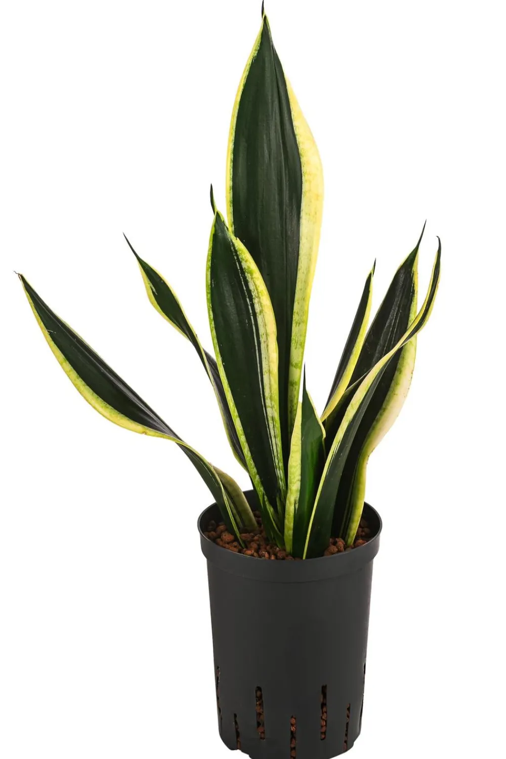 Dehner Hydropflanzen|Grünpflanzen - Bogenhanf - Sansevieria trifasciata 'Super Flame', Hydrokultur