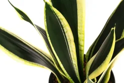 Dehner Hydropflanzen|Grünpflanzen - Bogenhanf - Sansevieria trifasciata 'Super Flame', Hydrokultur
