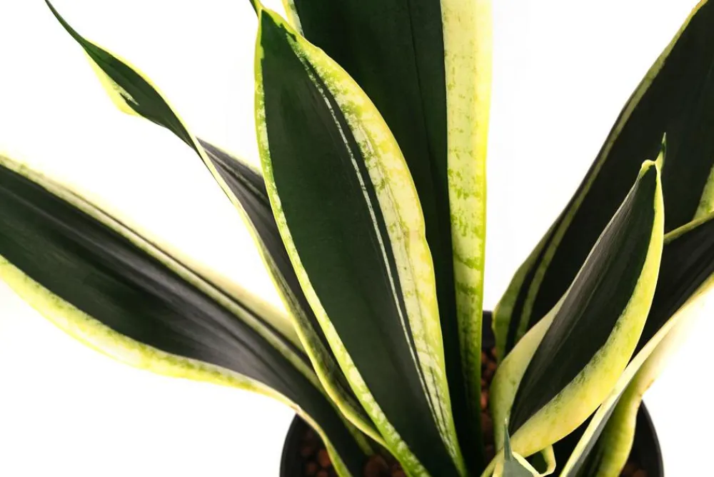 Dehner Hydropflanzen|Grünpflanzen - Bogenhanf - Sansevieria trifasciata 'Super Flame', Hydrokultur