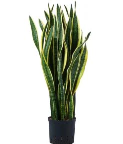 Dehner Bogenhanf|Hydropflanzen > Bogenhanf - Sansevieria trifasciata var. laurentii, Hydrokultur