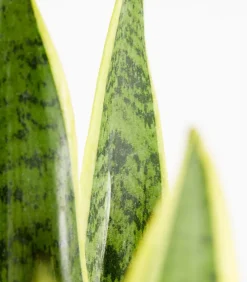 Dehner Sukkulenten|Bogenhanf > Bogenhanf - Sansevieria trifasciata var. laurentii