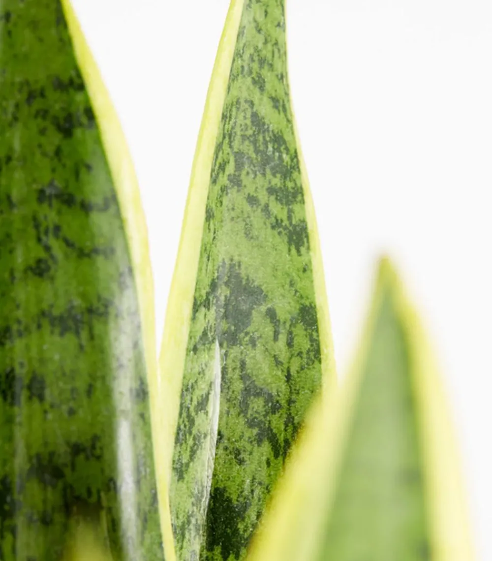 Dehner Sukkulenten|Bogenhanf > Bogenhanf - Sansevieria trifasciata var. laurentii