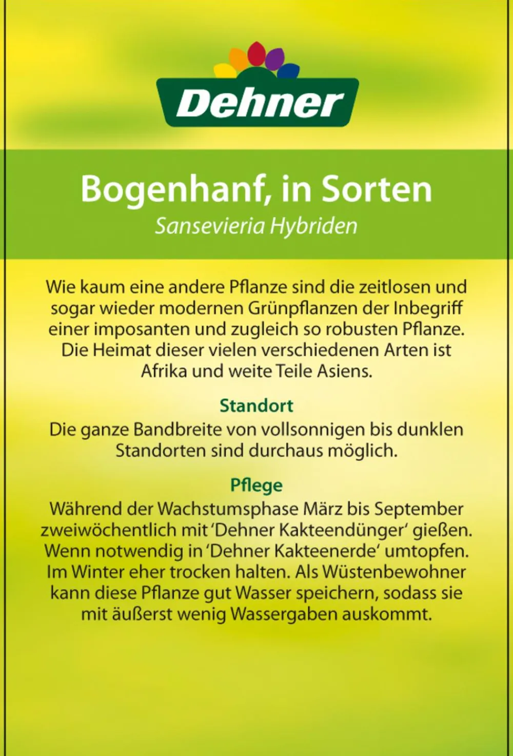 Dehner Sukkulenten|Bogenhanf > Bogenhanf - Sansevieria trifasciata 'Moonshine'