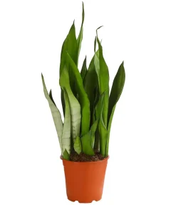 Dehner Sukkulenten|Bogenhanf > Bogenhanf - Sansevieria trifasciata 'Moonshine'