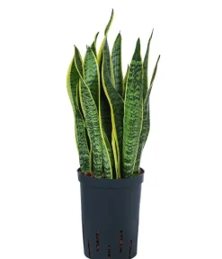 Dehner Bogenhanf - Sansevieria trifasciata var. laurentii, Hydrokultur Clearance