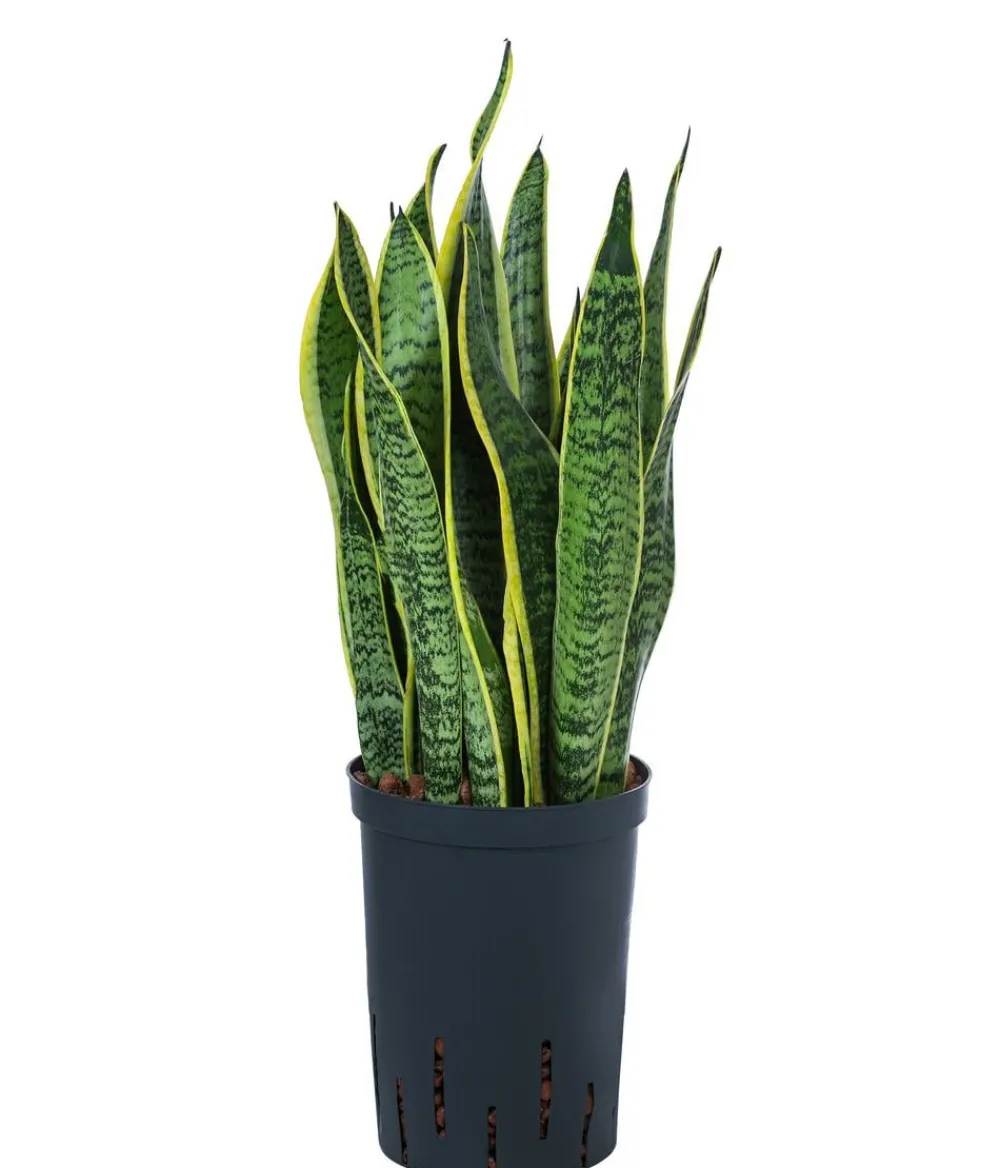 Dehner Bogenhanf - Sansevieria trifasciata var. laurentii, Hydrokultur Clearance