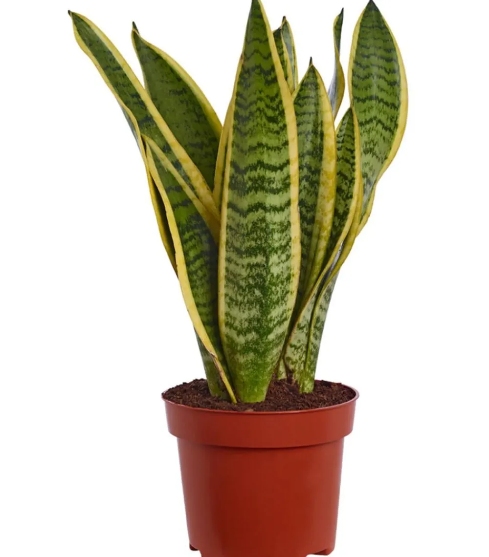 Dehner Bogenhanf - Sansevieria trifasciata var. laurentii New