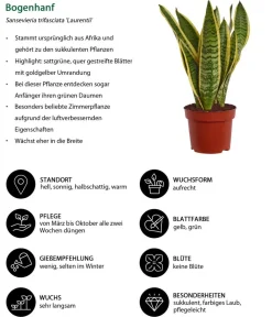 Dehner Bogenhanf - Sansevieria trifasciata var. laurentii New