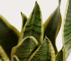 Dehner Bogenhanf - Sansevieria trifasciata var. laurentii New