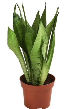 Dehner Bogenhanf - Sansevieria trifasciata 'Moonshine' Hot