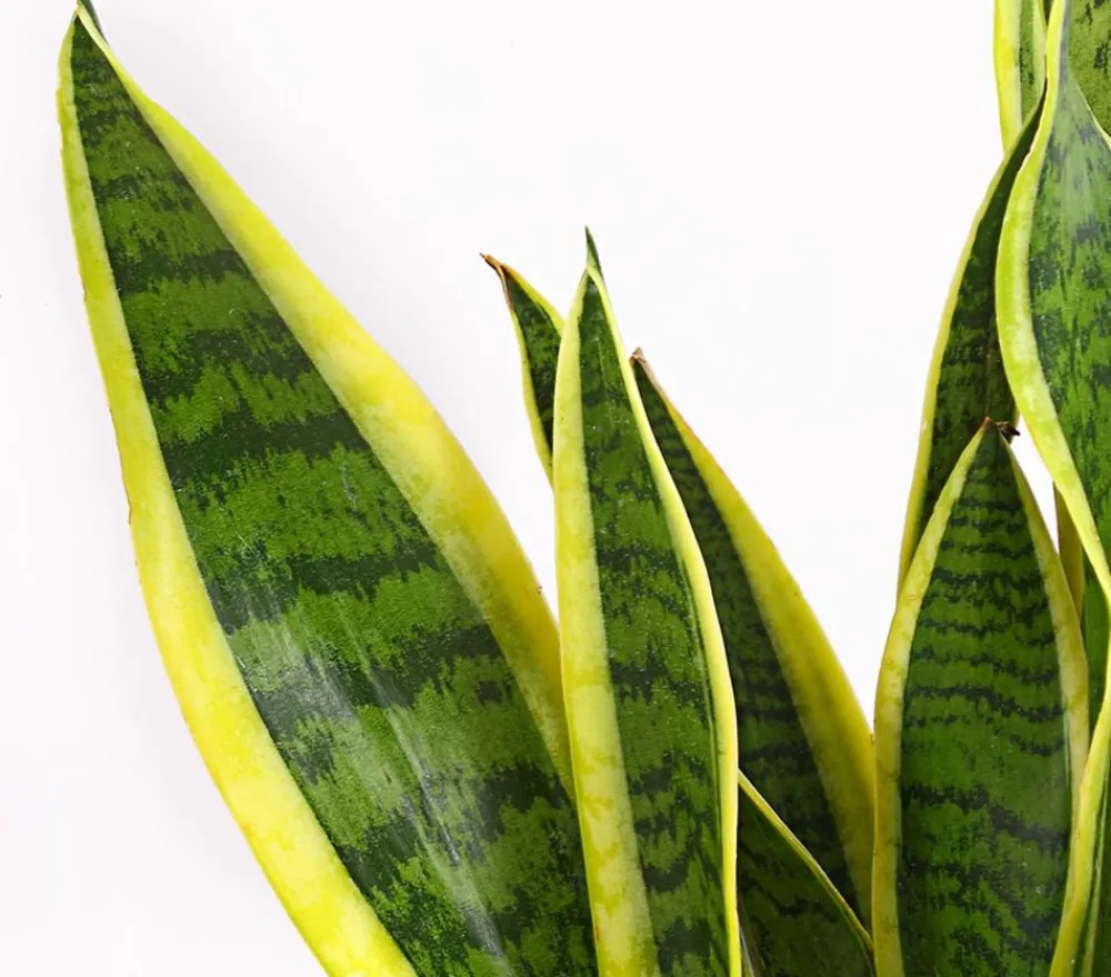 Dehner Sukkulenten|Bogenhanf - Bogenhanf - Sansevieria trifasciata var. laurentii