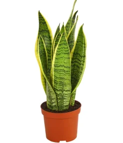Dehner Sukkulenten|Bogenhanf - Bogenhanf - Sansevieria trifasciata var. laurentii
