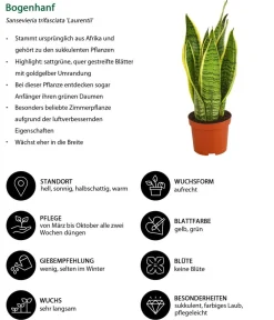 Dehner Sukkulenten|Bogenhanf - Bogenhanf - Sansevieria trifasciata var. laurentii