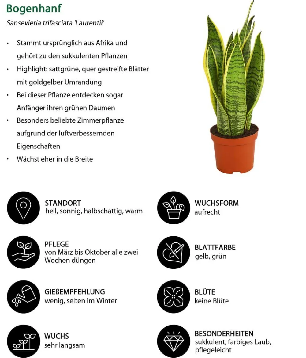 Dehner Sukkulenten|Bogenhanf - Bogenhanf - Sansevieria trifasciata var. laurentii