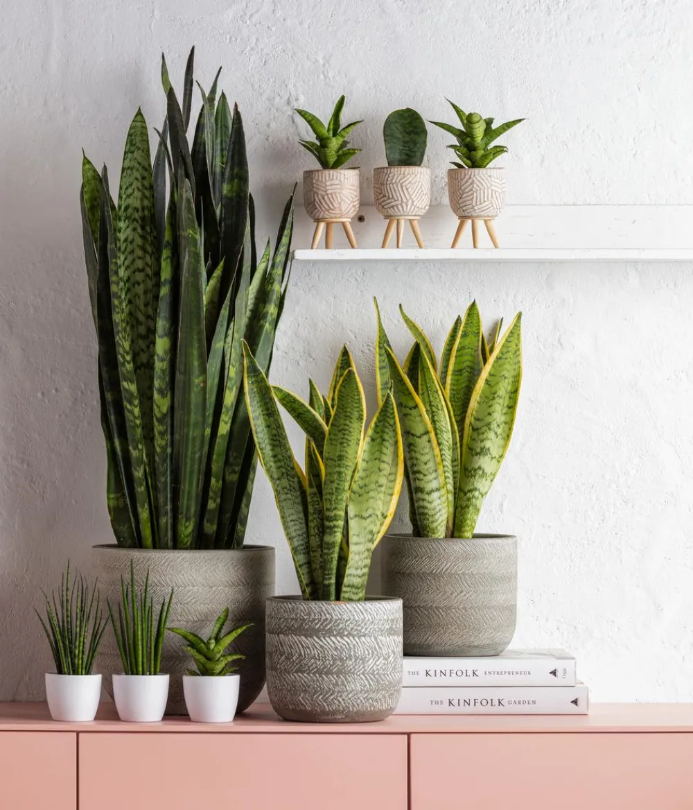Dehner Sukkulenten|Bogenhanf - Bogenhanf - Sansevieria trifasciata var. laurentii