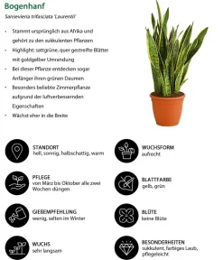 Dehner Sukkulenten|Bogenhanf - Bogenhanf - Sansevieria trifasciata var. laurentii