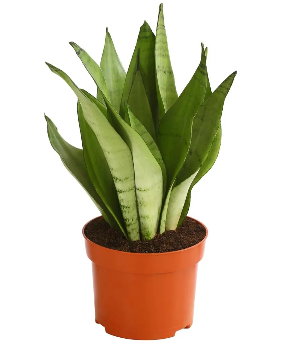 Dehner Sukkulenten|Bogenhanf - Bogenhanf - Sansevieria trifasciata 'Moonshine'