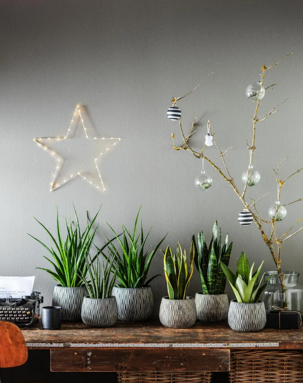 Dehner Sukkulenten|Bogenhanf - Bogenhanf - Sansevieria trifasciata 'Moonshine'