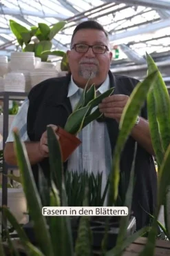 Dehner Sukkulenten|Bogenhanf - Bogenhanf - Sansevieria trifasciata, 3er-Set