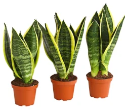 Dehner Sukkulenten|Bogenhanf - Bogenhanf - Sansevieria trifasciata, 3er-Set