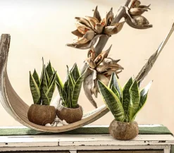 Dehner Sukkulenten|Bogenhanf - Bogenhanf - Sansevieria trifasciata, 3er-Set