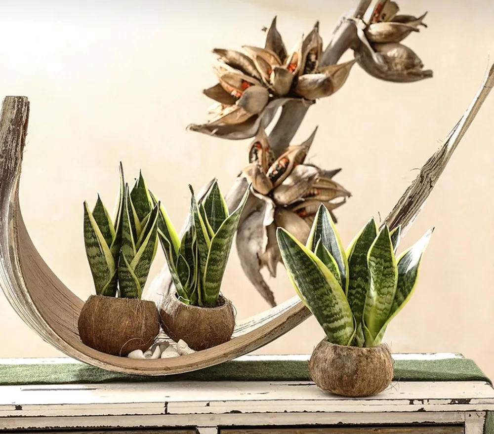 Dehner Sukkulenten|Bogenhanf - Bogenhanf - Sansevieria trifasciata, 3er-Set