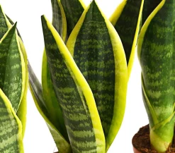 Dehner Sukkulenten|Bogenhanf - Bogenhanf - Sansevieria trifasciata, 3er-Set