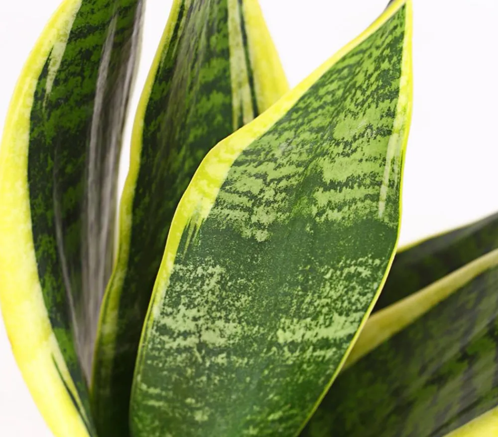 Dehner Bogenhanf - Sansevieria trifasciata New