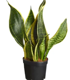 Dehner Bogenhanf > Bogenhanf - Sansevieria, verschiedene Sorten